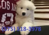 Cqfrmj samoyed puppies for sale 