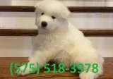 Obdhw samoyed puppies for sale 