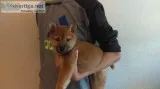 Shiba inu puppy