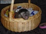 Diaper trained marmoset and capuchin mon