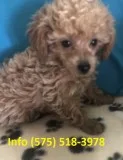 Dmdirp toy poodle puppies for sale