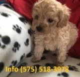 Btieo toy poodle puppies for sale 