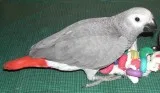 Super tamed congo african grey parrots