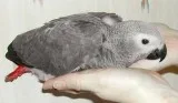 Adorable african grey parrots