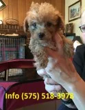 Fqyklo toy poodle puppies for sale 