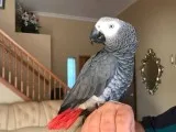 African grey congo parrots