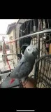 Congo african greys available now