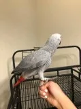 Well tamed lovely african grey babies