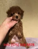 Wfnthj toy poodle puppies for sale 
