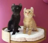 ☎ american shorthair kittens ready now