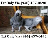 Sxxscd 1 year old african grey parrots 