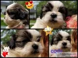 Shih tzu