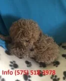 Vswirm toy poodle puppies for sale 
