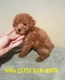 Pdrkqm toy poodle puppies for sale 