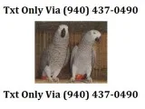 Yhyh a pair of talking african grey parr