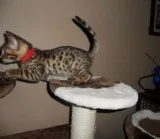 ♥balinese kittens ready now