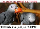 F friendly congo african grey parrots m
