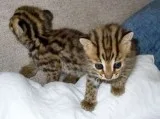 ❦asian longhair-tiffany kittens ready