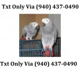 We have a pair of talking african grey p