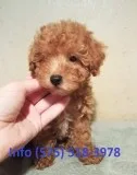 Wflgjh toy poodle puppies for sale 