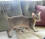 ❤asian smoke tabby kittens ready now