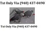 Dsewe talking african grey parrots ready