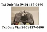 Cd sweet and lovely african grey parrots