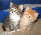 ❤american wirehair kittens for good home