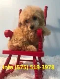 Cuhwbv toy poodle puppies for sale 