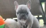French bulldog 