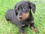 Ttk adorable miniature dachshund puppies