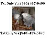 Ewretr talking african grey parrots
