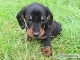Djk adorable miniature dachshund puppies