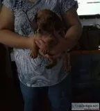 Zjt adorable miniature dachshund puppies