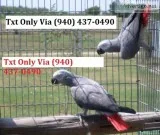 Cdfv african grey parrots for sale dcvf