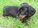 Jng adorable miniature dachshund puppy