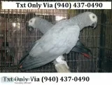 Tamed congo african greys - 500us$