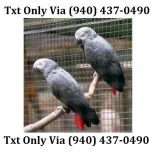 Talkative african grey parrots for adopt