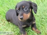 Rch adorable miniature dachshund puppies