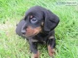 Qhn adorable miniature dachshund puppies
