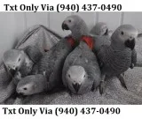 Affectionate grey & hyacinth macaw