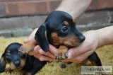 Vfk adorable miniature dachshund puppies
