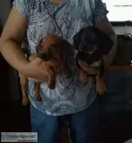 Yjk adorable miniature dachshund puppies