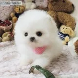 Pet