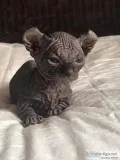 Black dwelf sphynx kitten