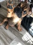 English bulldog puppies 