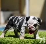 English bulldog puppies merles