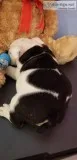 Cute block head english bulldog puppy