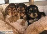 Quality working cocker spaniels ready