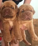 Sweet dogue de bordeaux puppies